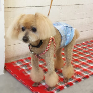 仕上がりトイプー