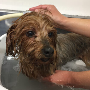 お風呂ヨーキー