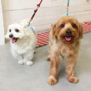 仕上がりミックス&ヨーキー