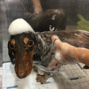 シャンプーダックス