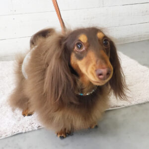 仕上がりダックス