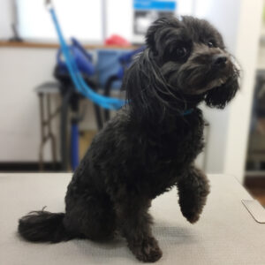 よろしくミックス