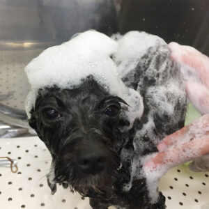 シャンプーミックス