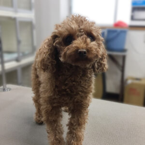 よろしくトイプー