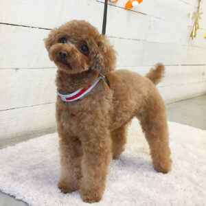 仕上がりトイプー