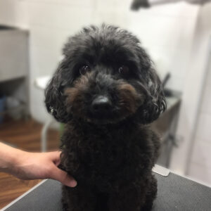 よろしくトイプー