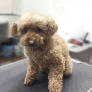 よろしくトイプー