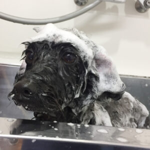 シャンプートイプー