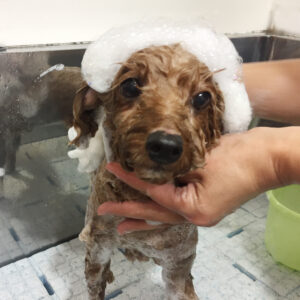 シャンプートイプー