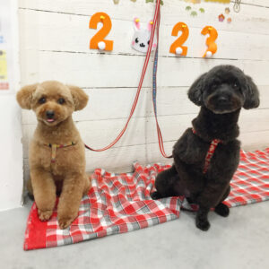 仕上がりトイプー