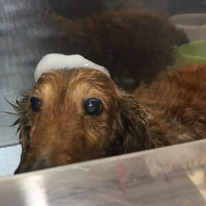 シャンプーダックス