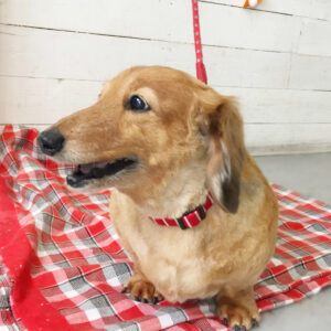 仕上がりダックス