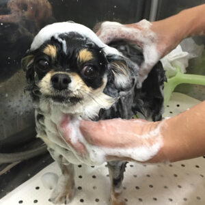 シャンプーチワワ