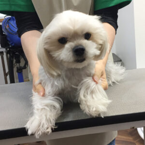 パフちゃんカット前