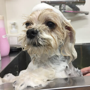 パフちゃんシャンプー中