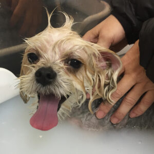 パフちゃんスパ中