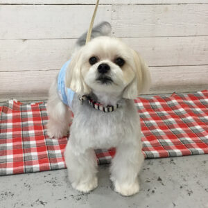 パフちゃん施術後