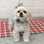 パフちゃんアイキャッチ