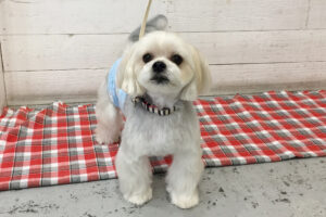 パフちゃんアイキャッチ