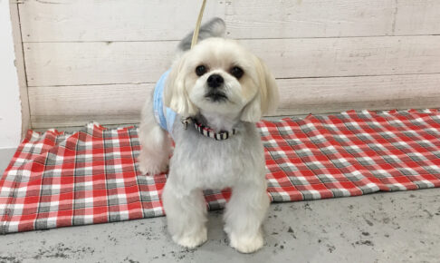 パフちゃんアイキャッチ