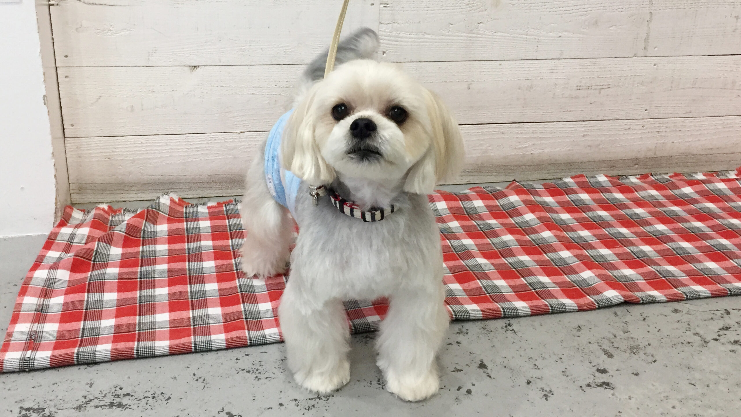 パフちゃんアイキャッチ