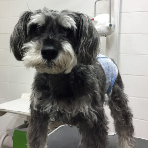 ロビンちゃんカット前