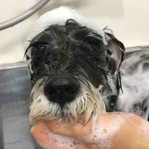 ロビンちゃんシャンプー中