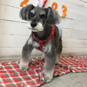 ロビンちゃん施術後