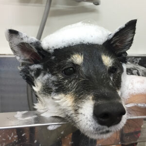 チビちゃんシャンプー中
