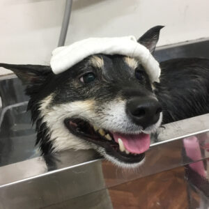 チビちゃんスパ中