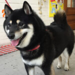 チビちゃんアイキャッチ