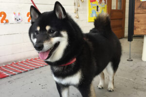 チビちゃんアイキャッチ