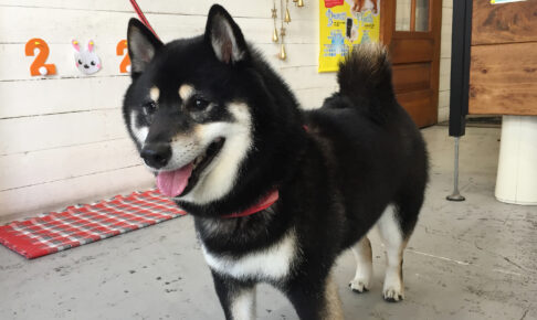 チビちゃんアイキャッチ