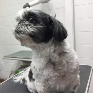 ハンナちゃんカット前