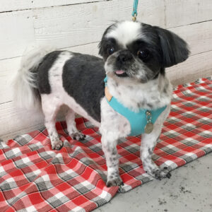 ハンナちゃん施術後