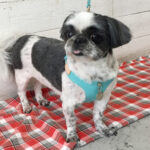 ハンナちゃんアイキャッチ