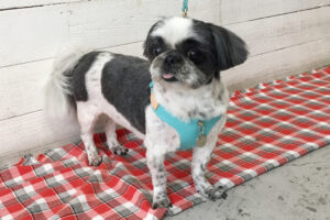 ハンナちゃんアイキャッチ