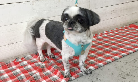 ハンナちゃんアイキャッチ