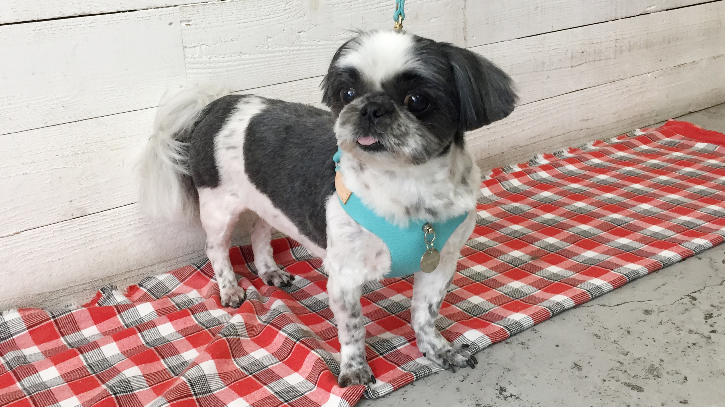 ハンナちゃんアイキャッチ