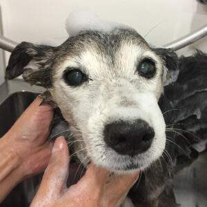 チロちゃんシャンプー中