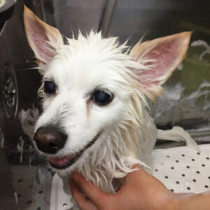 リサちゃんシャンプー中