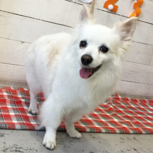 リサちゃん施術後