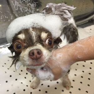 チョコちゃんシャンプー中