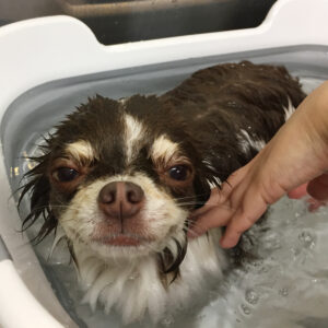 チョコちゃんスパ中