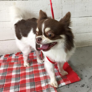 チョコちゃん施術後