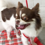 チョコちゃんアイキャッチ