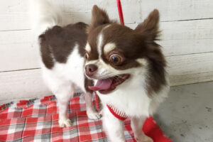 チョコちゃんアイキャッチ