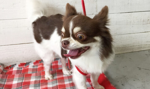 チョコちゃんアイキャッチ