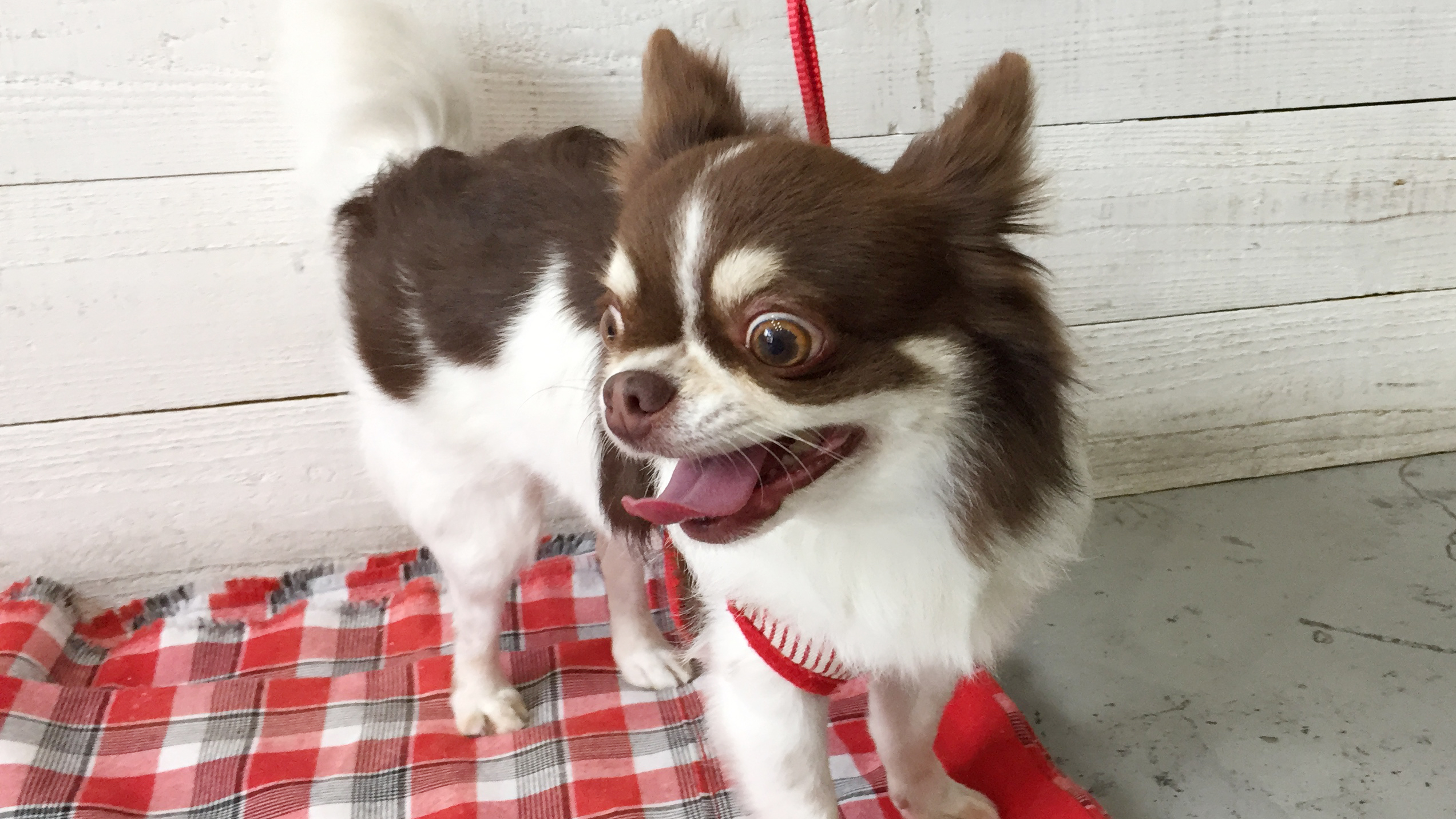 チョコちゃんアイキャッチ