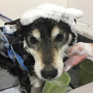 吉助ちゃんシャンプー中